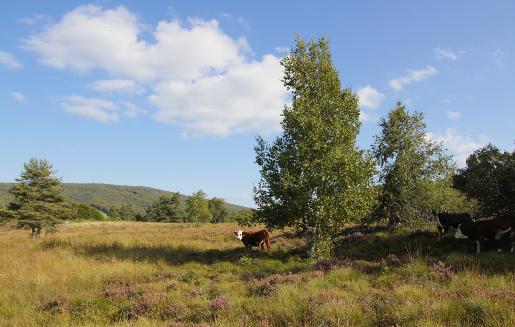 paysage-vache-copage